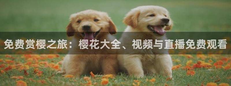 妈妈的朋友星空影视